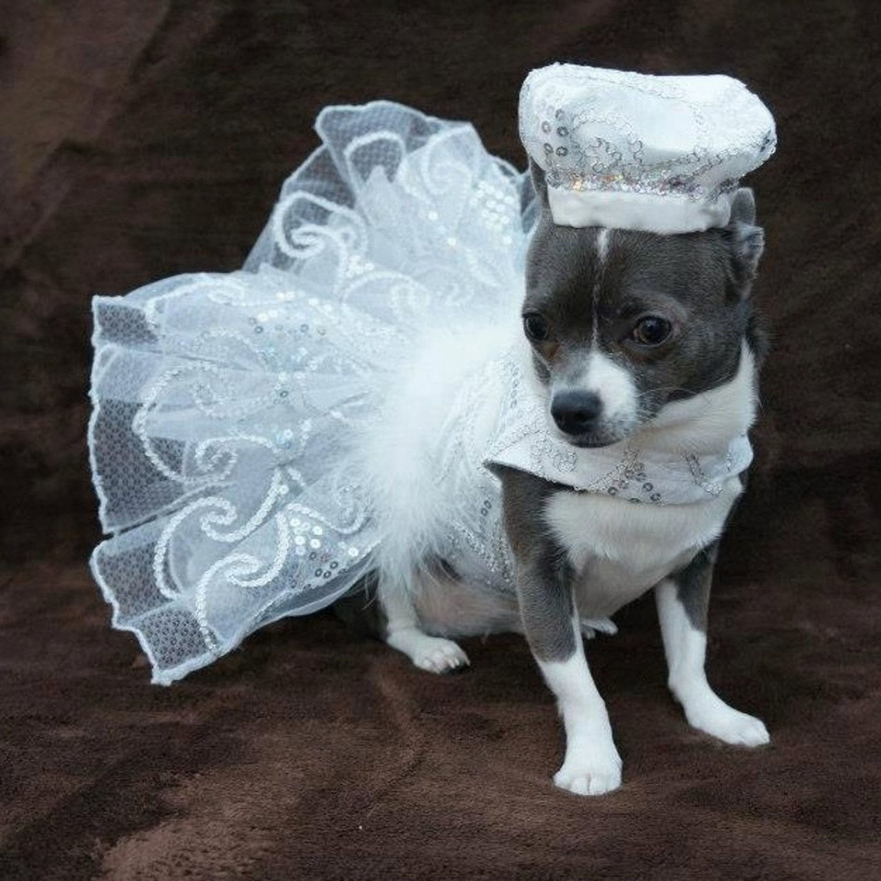 10 dogs wearing wedding dresses on etsy 0404
