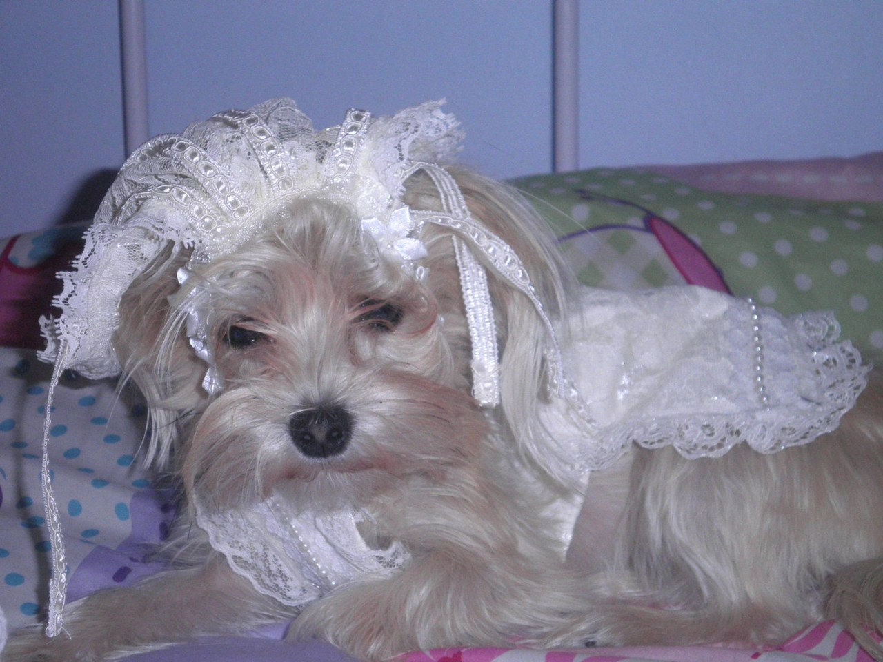 3 dogs wearing wedding dresses on etsy 0404