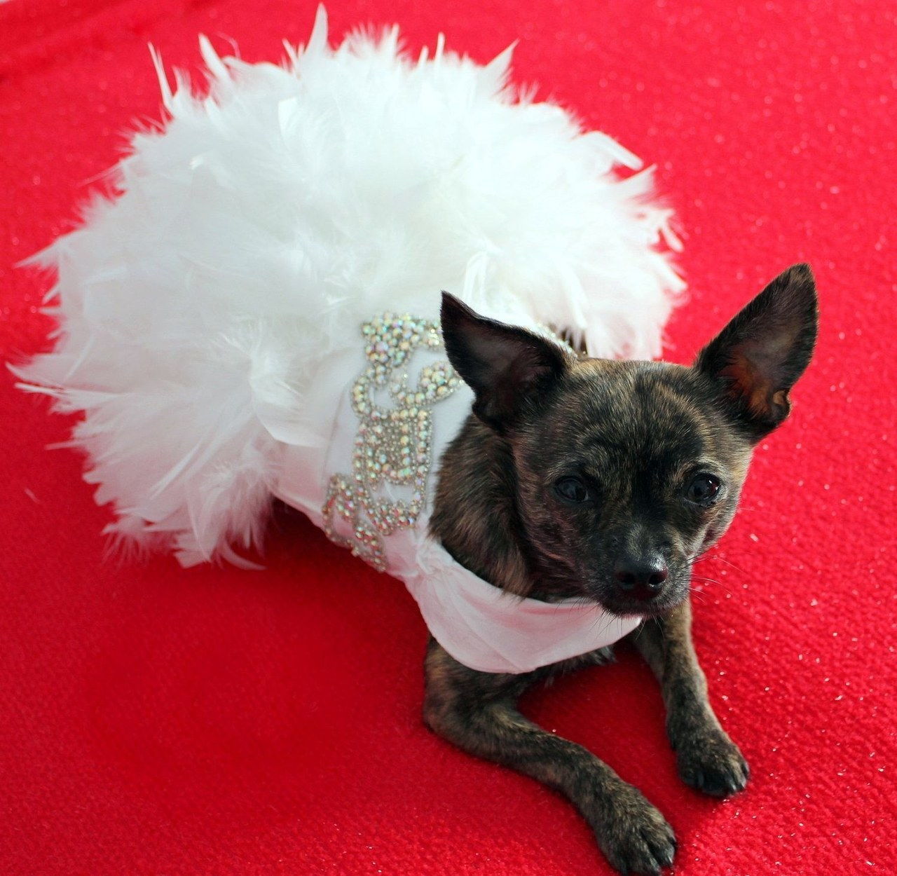 5 dogs wearing wedding dresses on etsy 0404