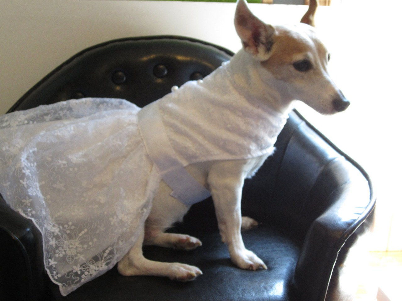 6 dogs wearing wedding dresses on etsy 0404