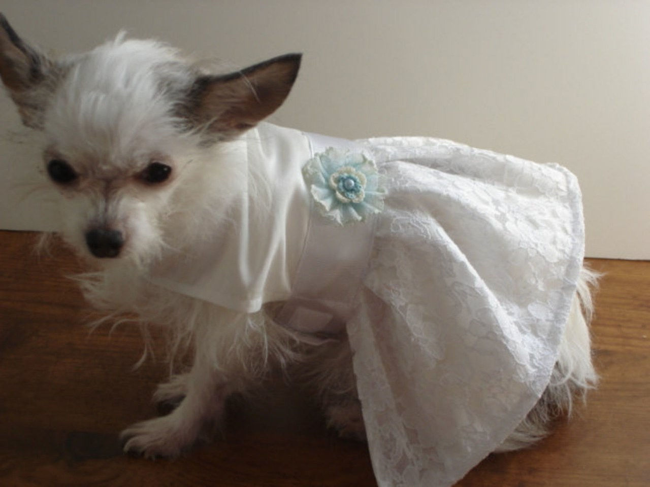 7 dogs wearing wedding dresses on etsy 0404