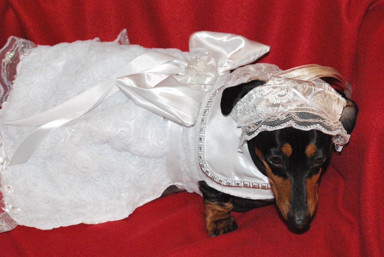 8 dogs wearing wedding dresses on etsy 0404