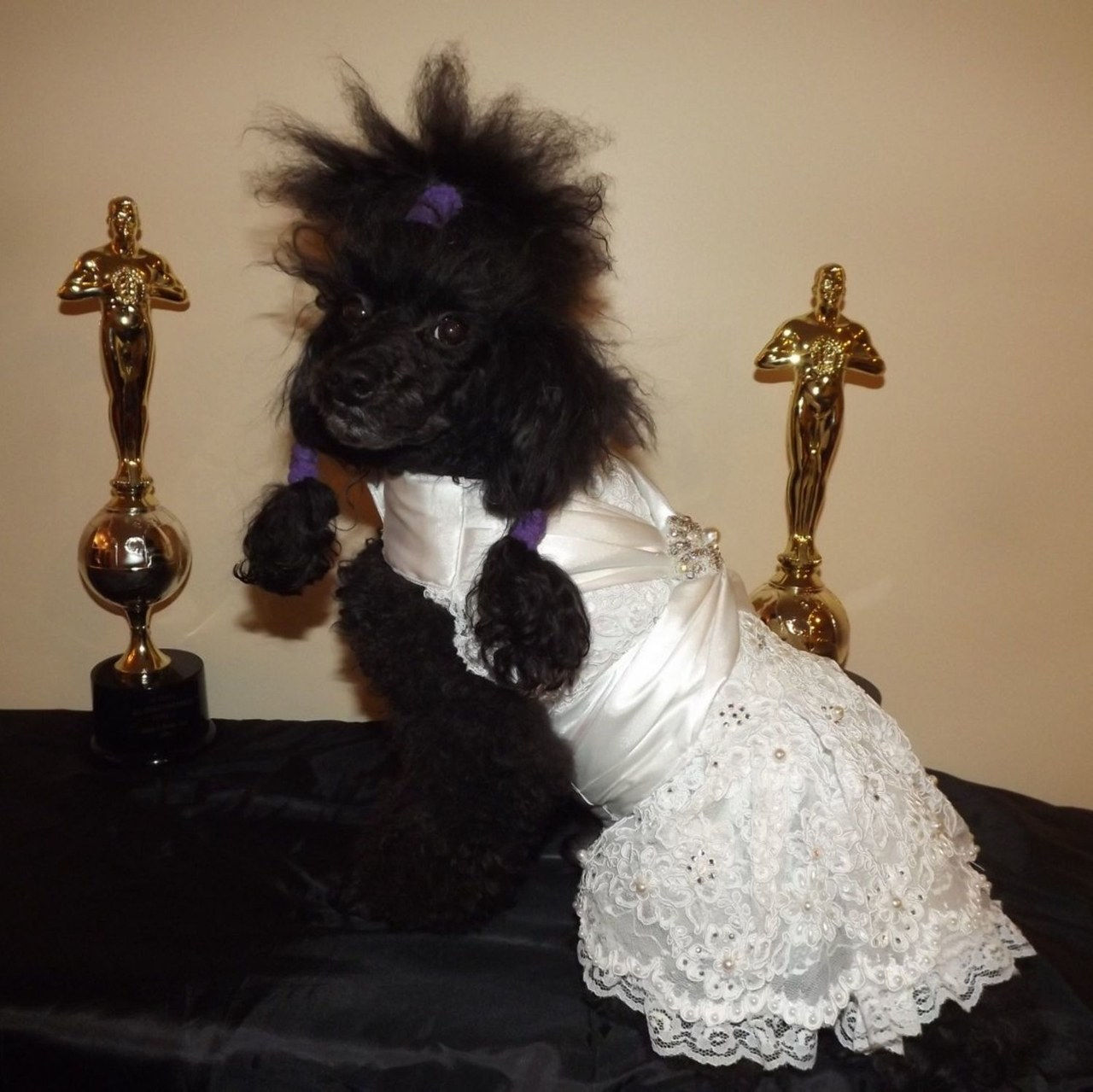 9 dogs wearing wedding dresses on etsy 0404