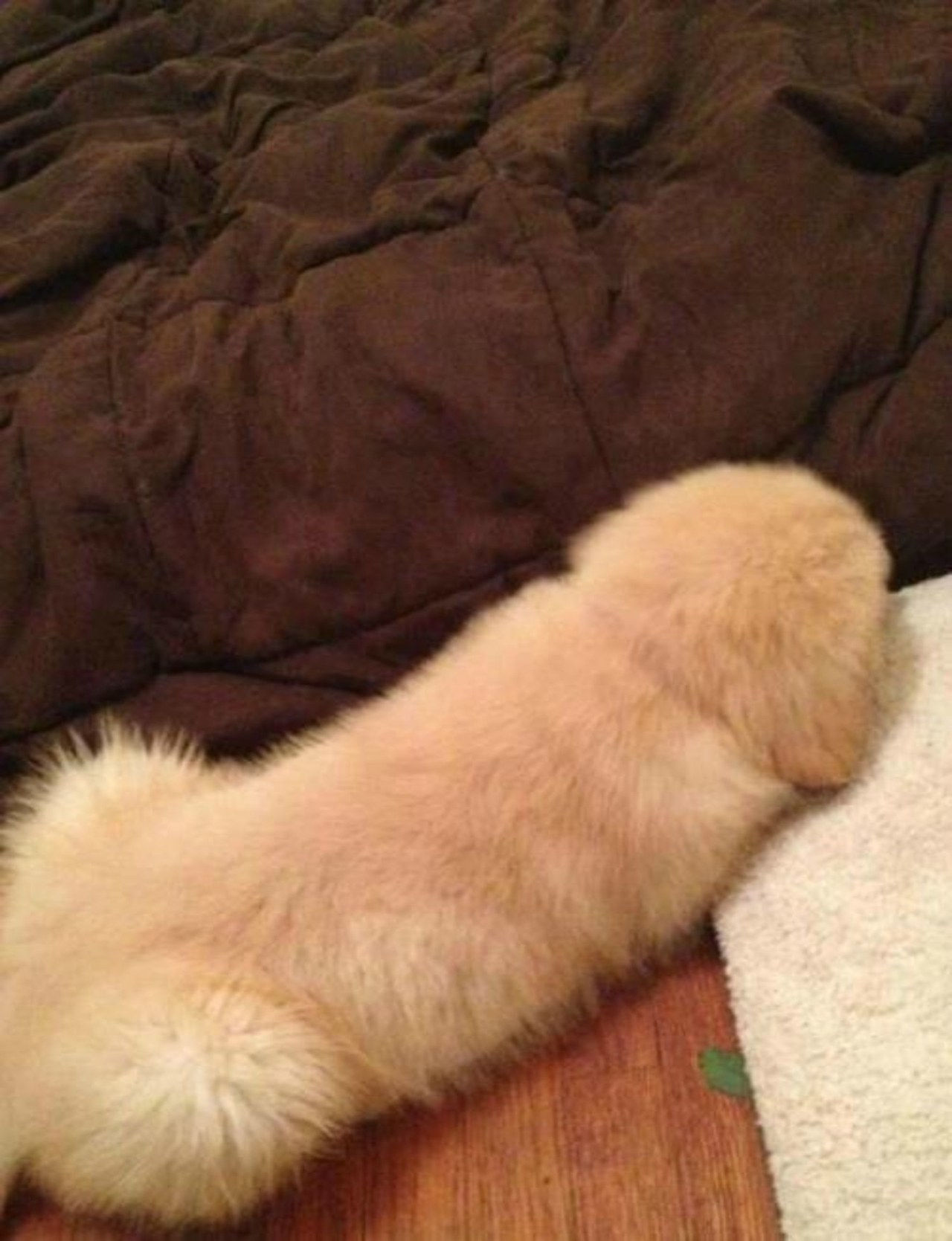 偶然 penis dog