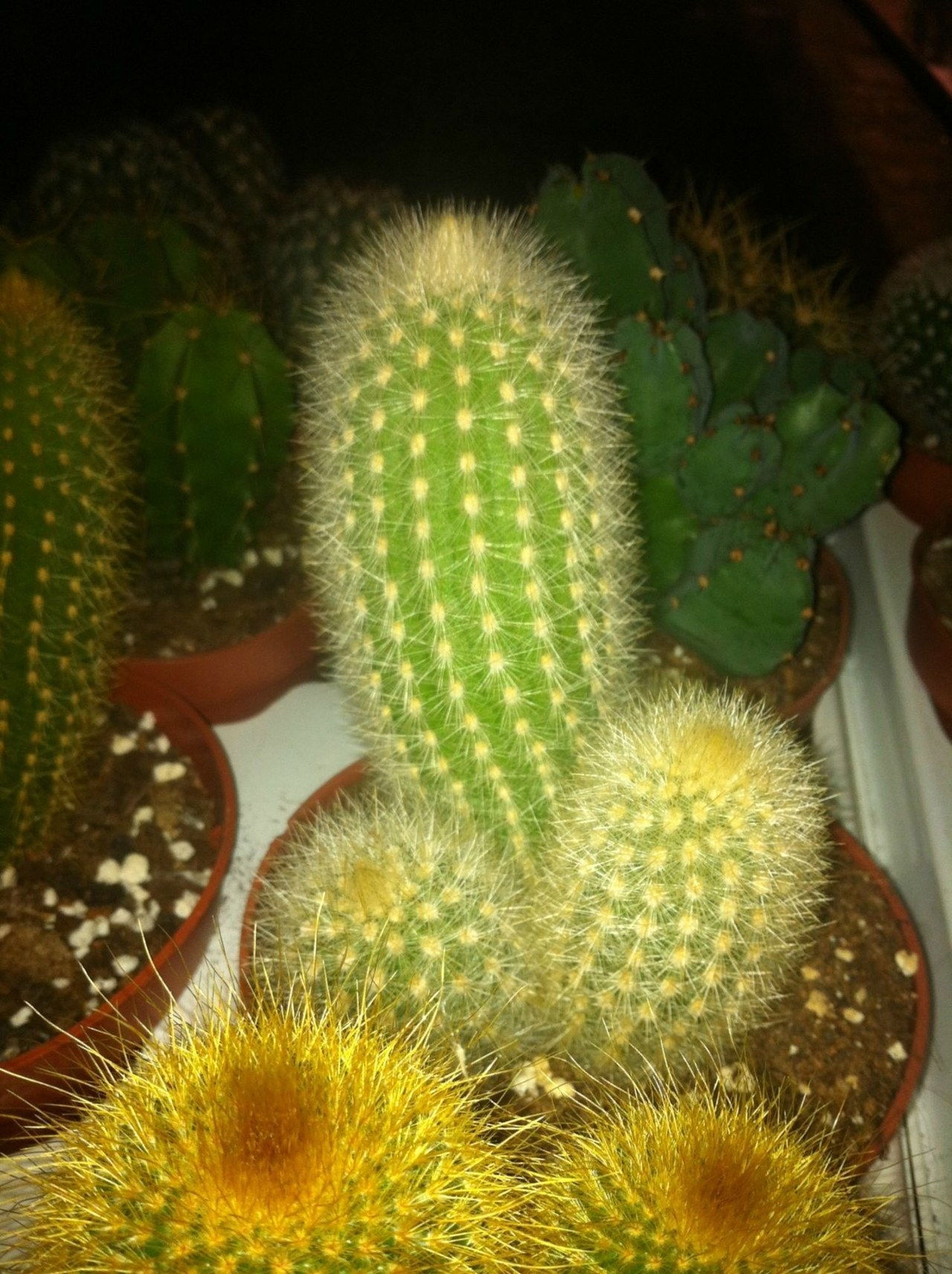 偶然 penis cactus