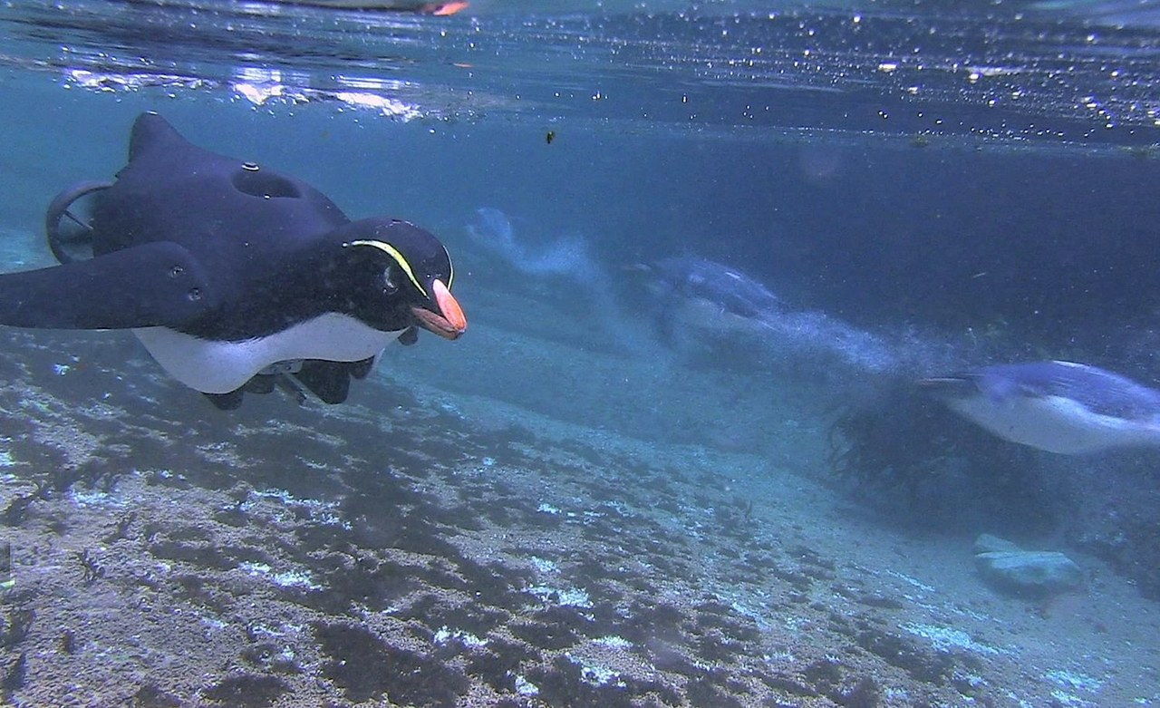 假 penguin swimming