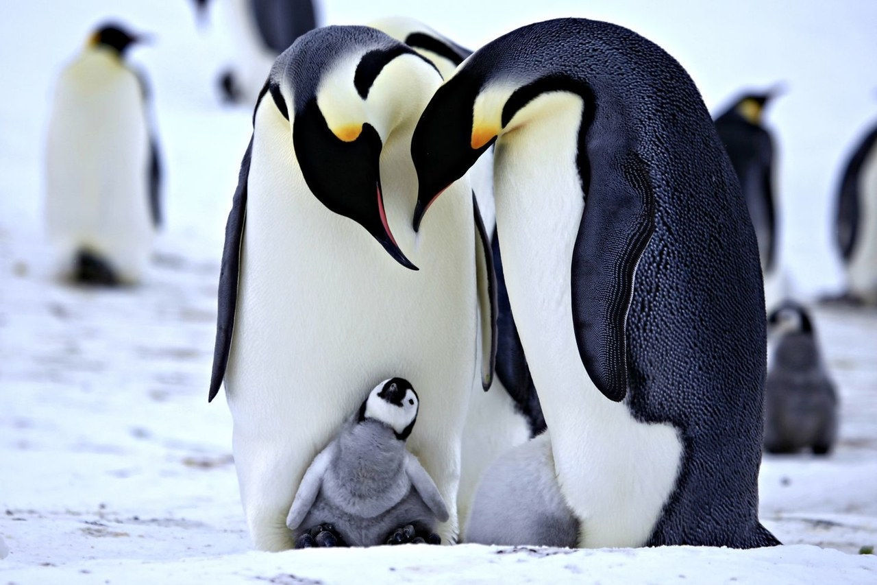 pingüinos 5