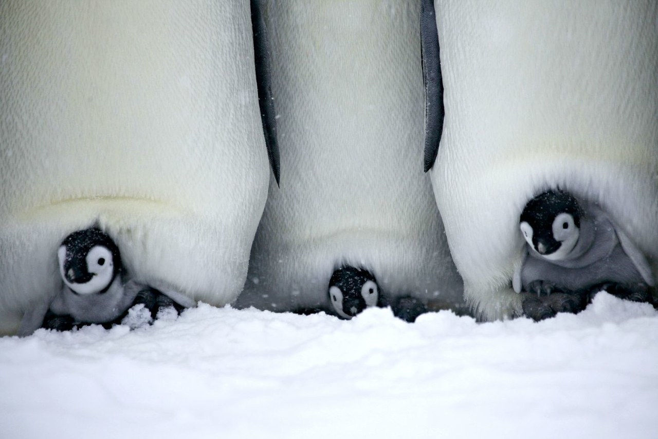宝宝 penguins