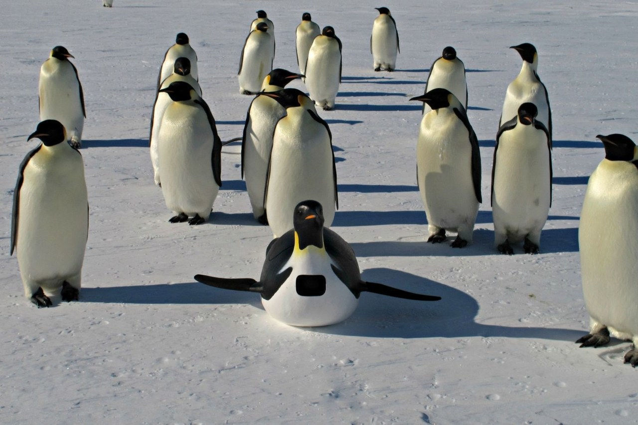 pingüinos camera