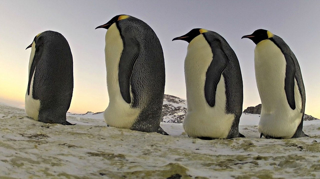 adulto penguins