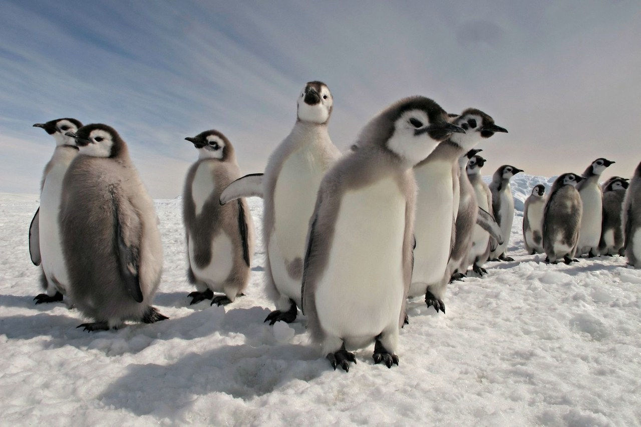 pingüinos 3