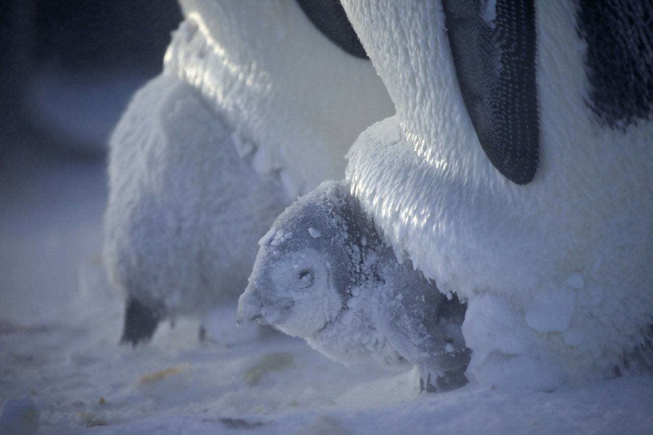 pingüinos frozen