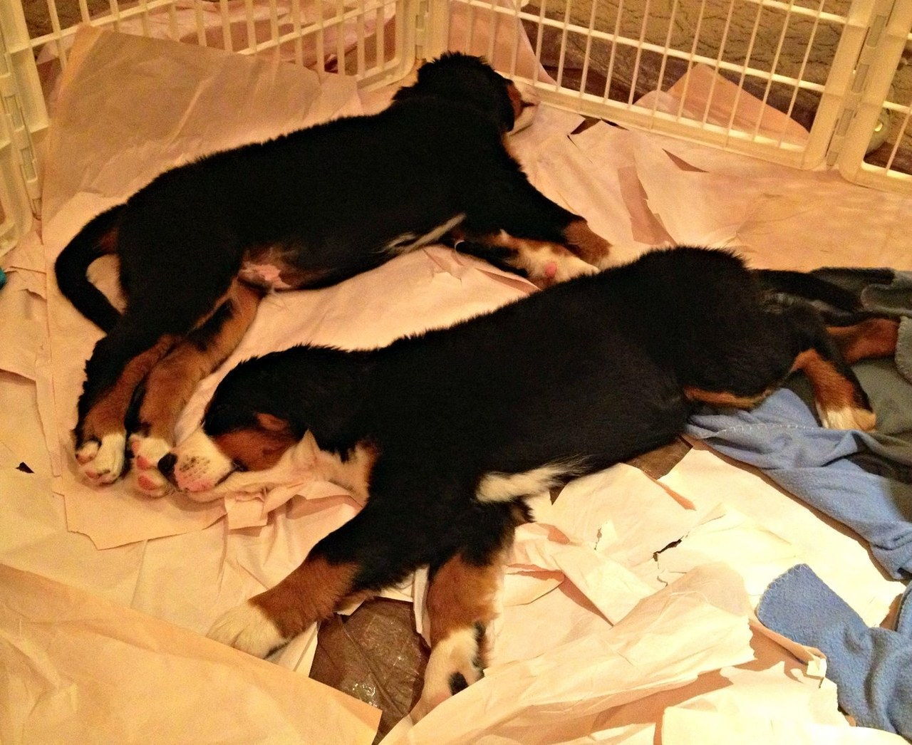 træt puppies