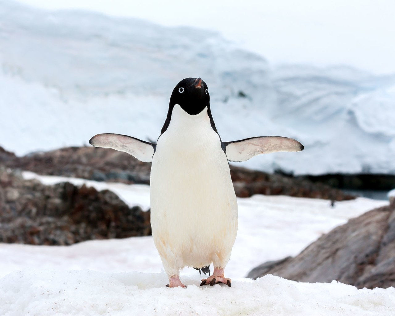 巴布亚 penguin