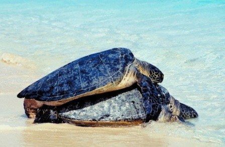 0502 turtle sex on the beach sm