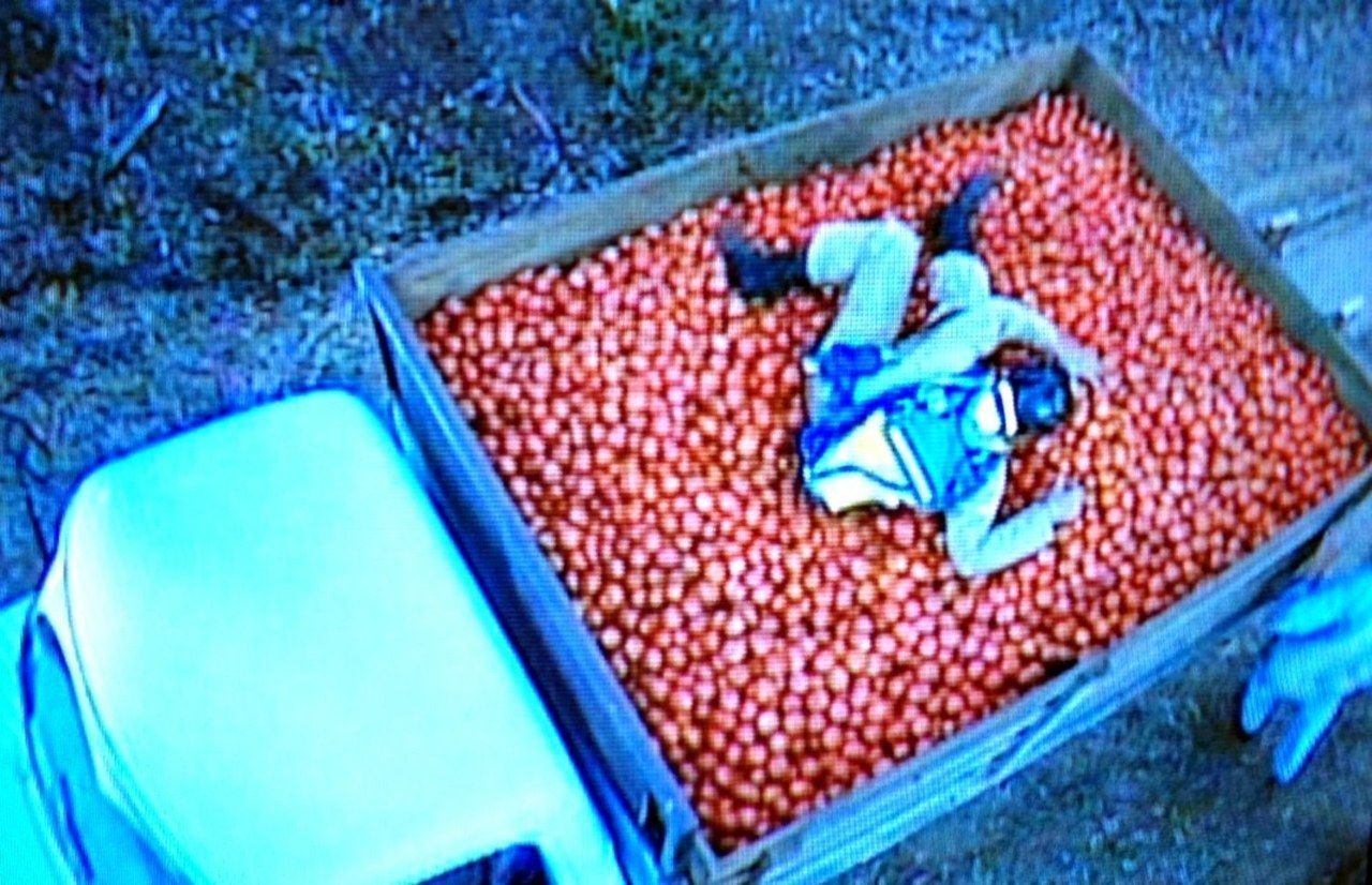 杰西 tomato truck full house