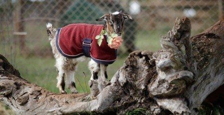 0717 03 goat coat ob