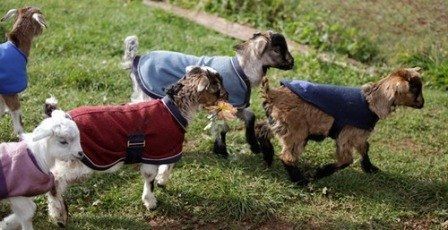 0717 04 goat coat ob
