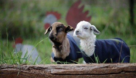 0717 05 goat coats ob