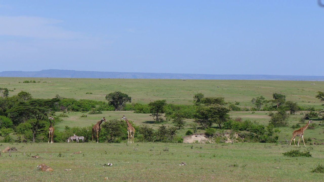 safari mara giraffe zebra