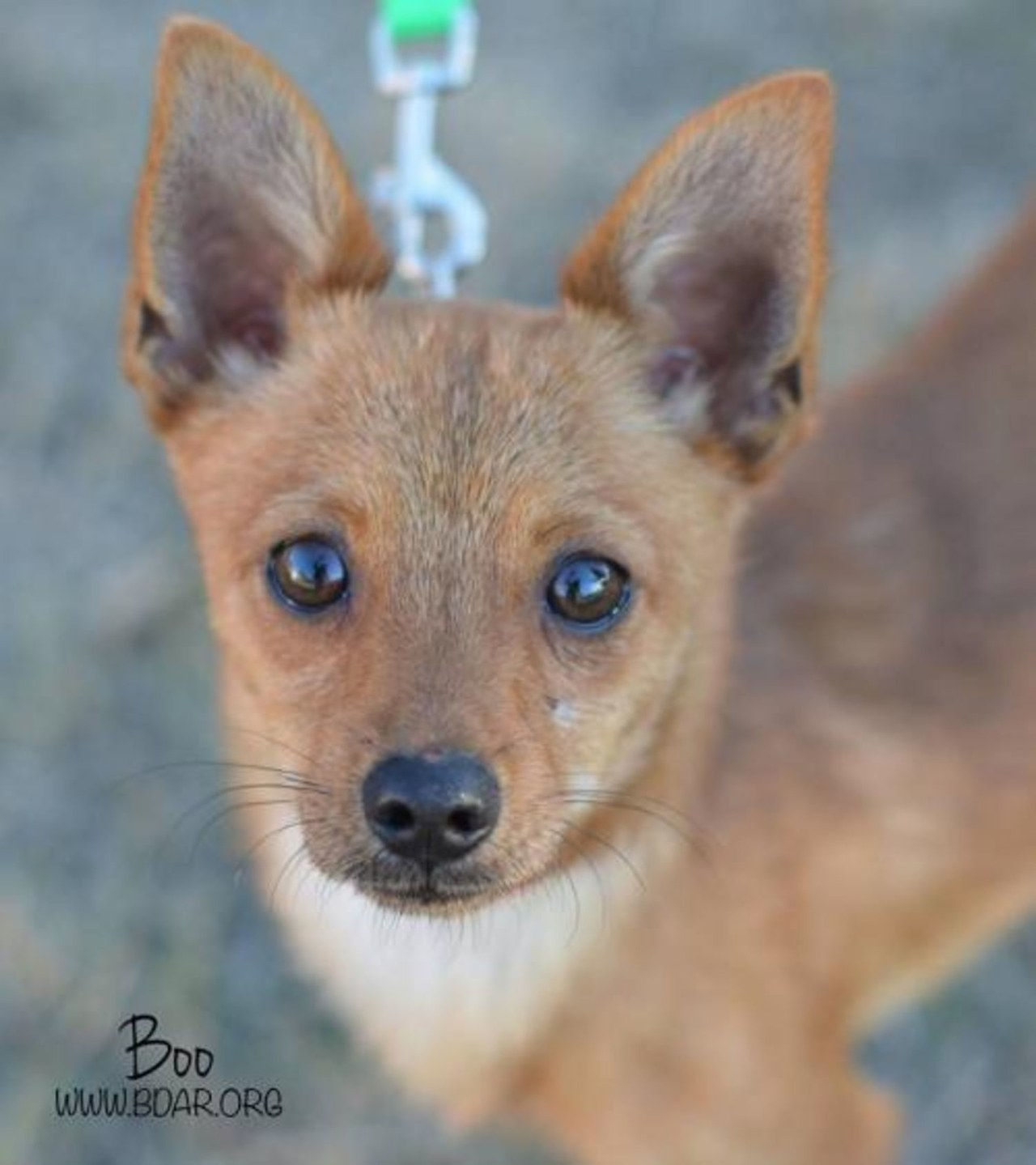 50 cute shelter dogs wyoming 1023 courtesy petfinder