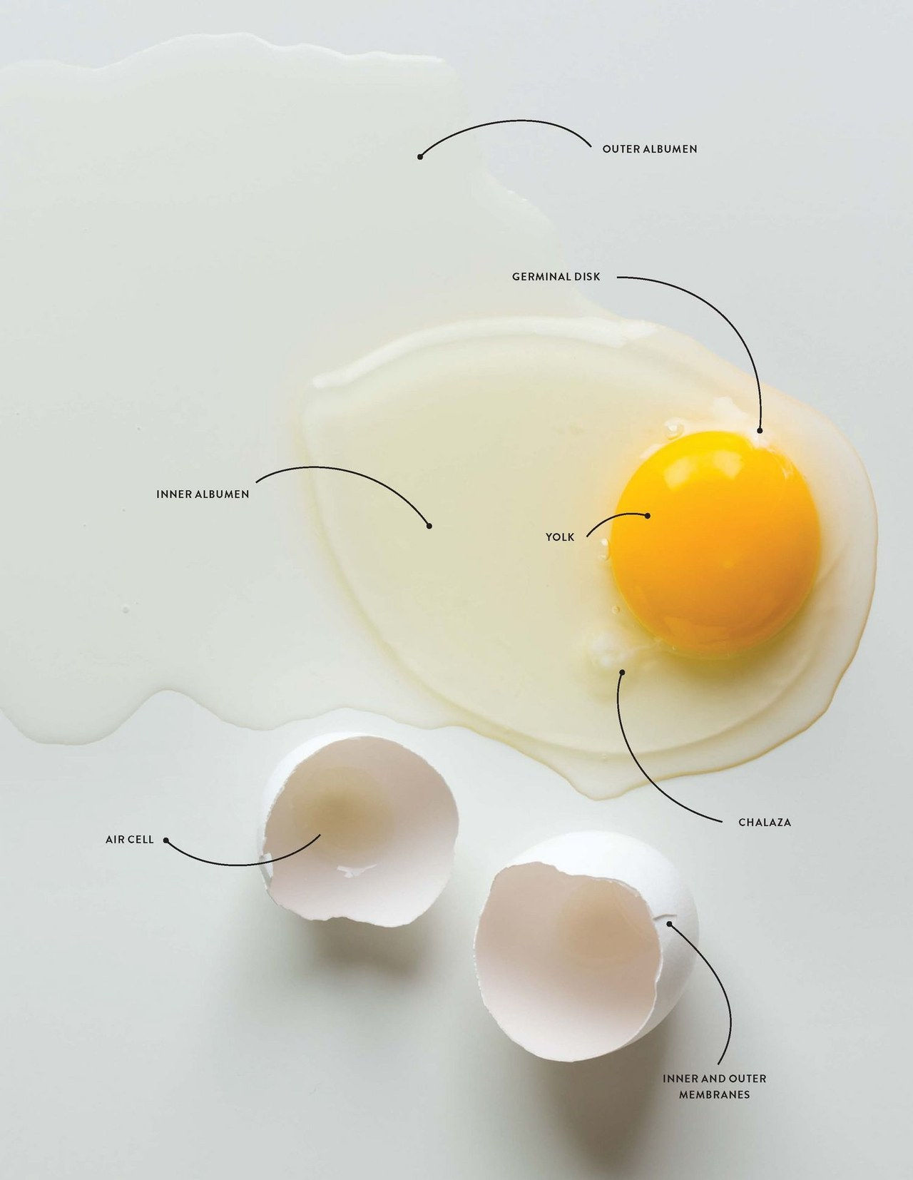 تشريح of an egg