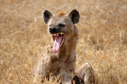 0109 rabid hyena sm
